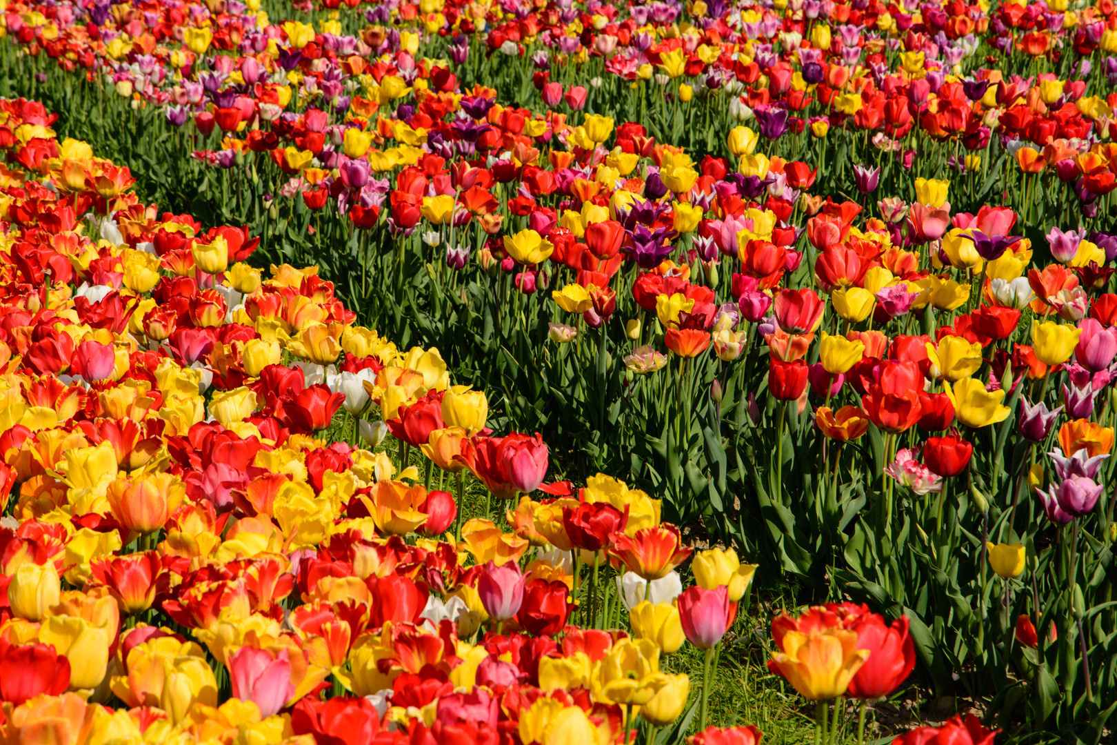 Farbenpracht im Tulpenfeld