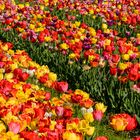 Farbenpracht im Tulpenfeld