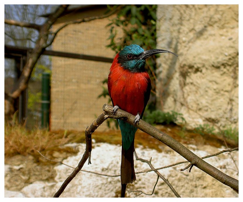 Farbenpracht im Vogelkleid