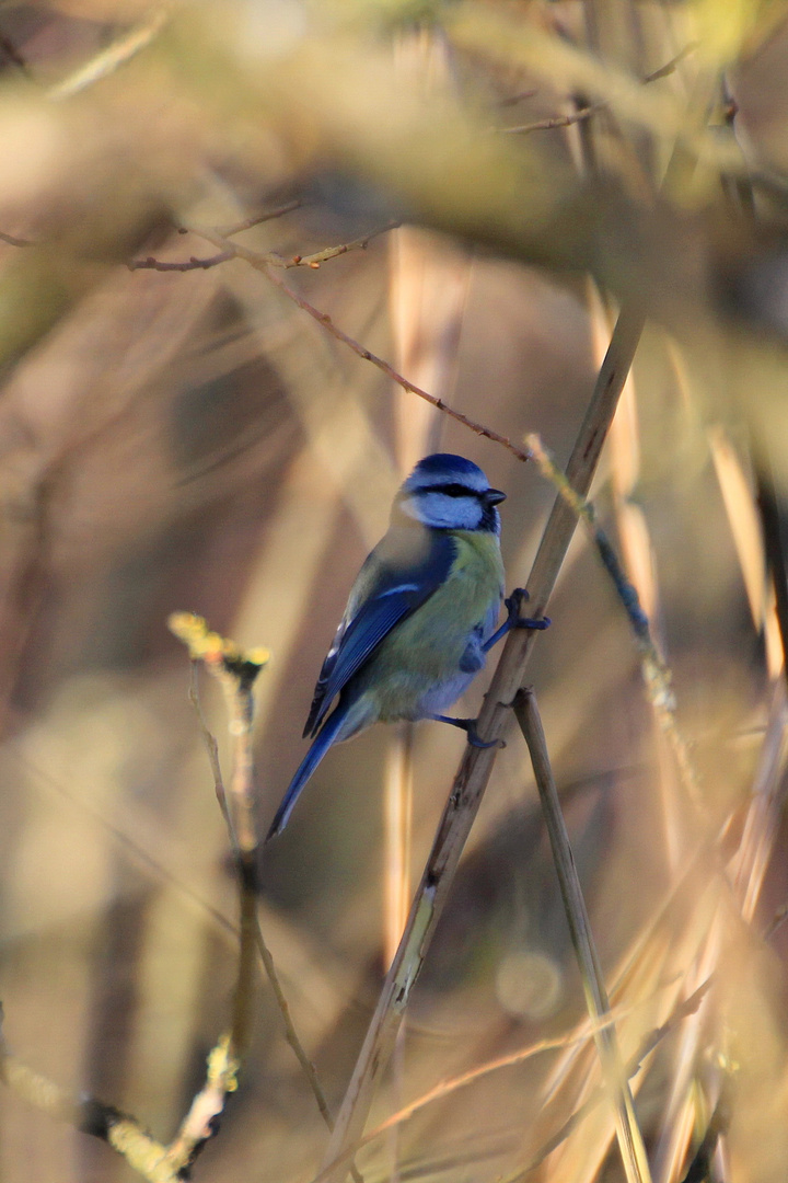 Farbenpracht im Winter