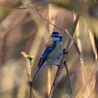 Farbenpracht im Winter