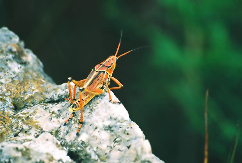 Farbenpracht in den Everglades