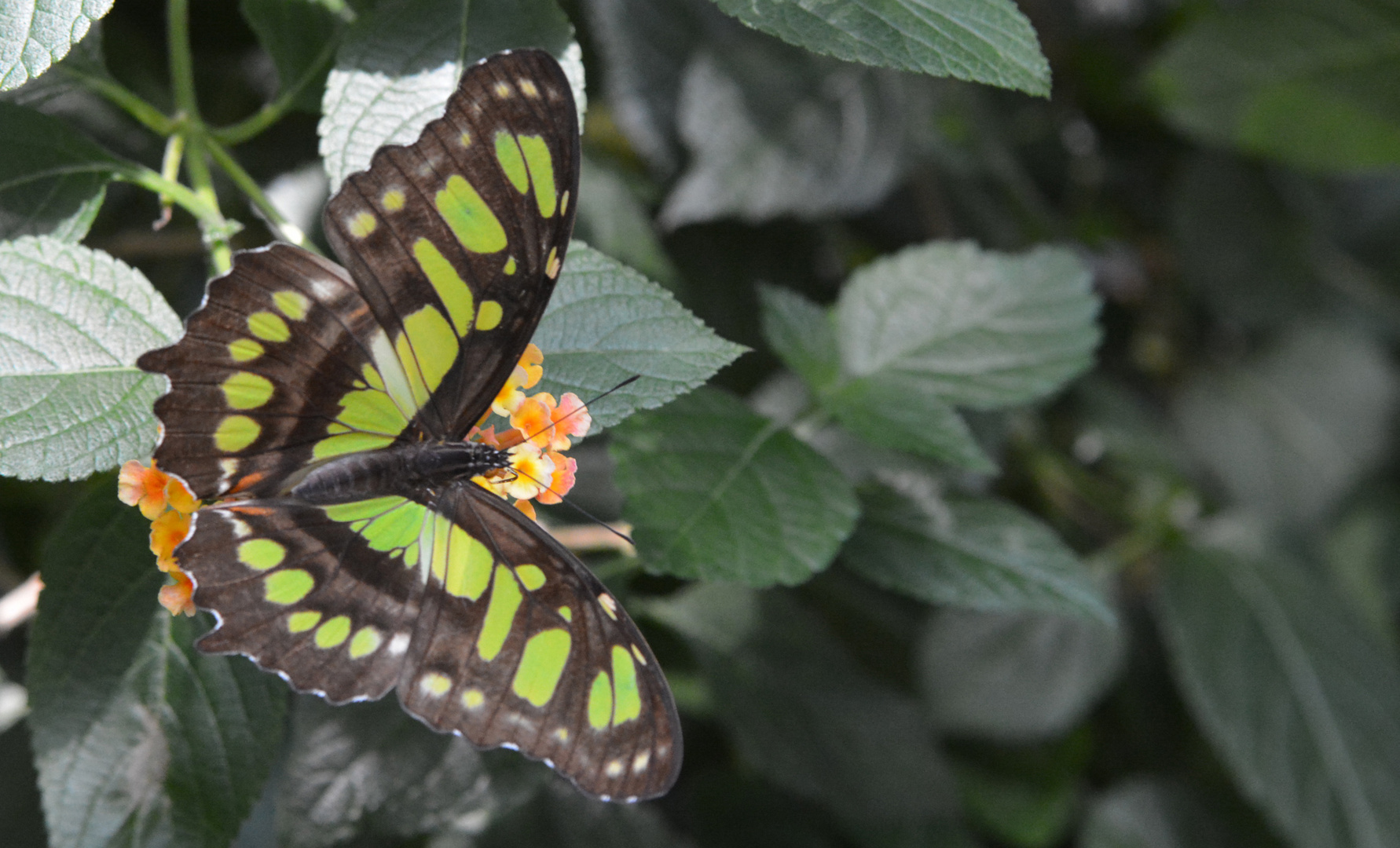 Farbenpracht in der Wilhelma Stuttgart