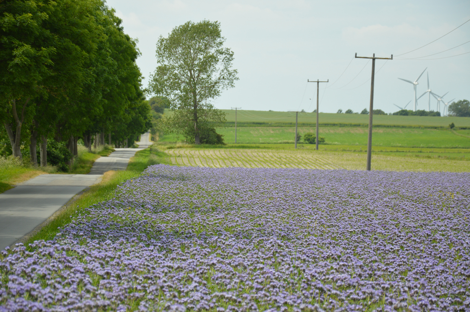 Farbenpracht in Ostholstein