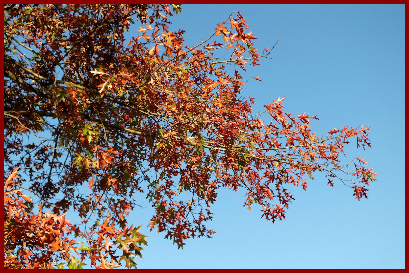 Farbenpracht in Rot