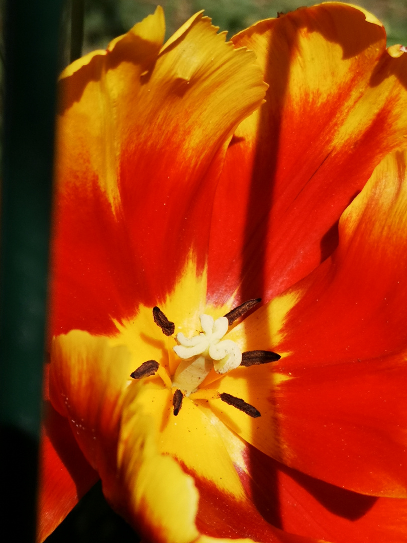 Farbenpracht in voller Blüte