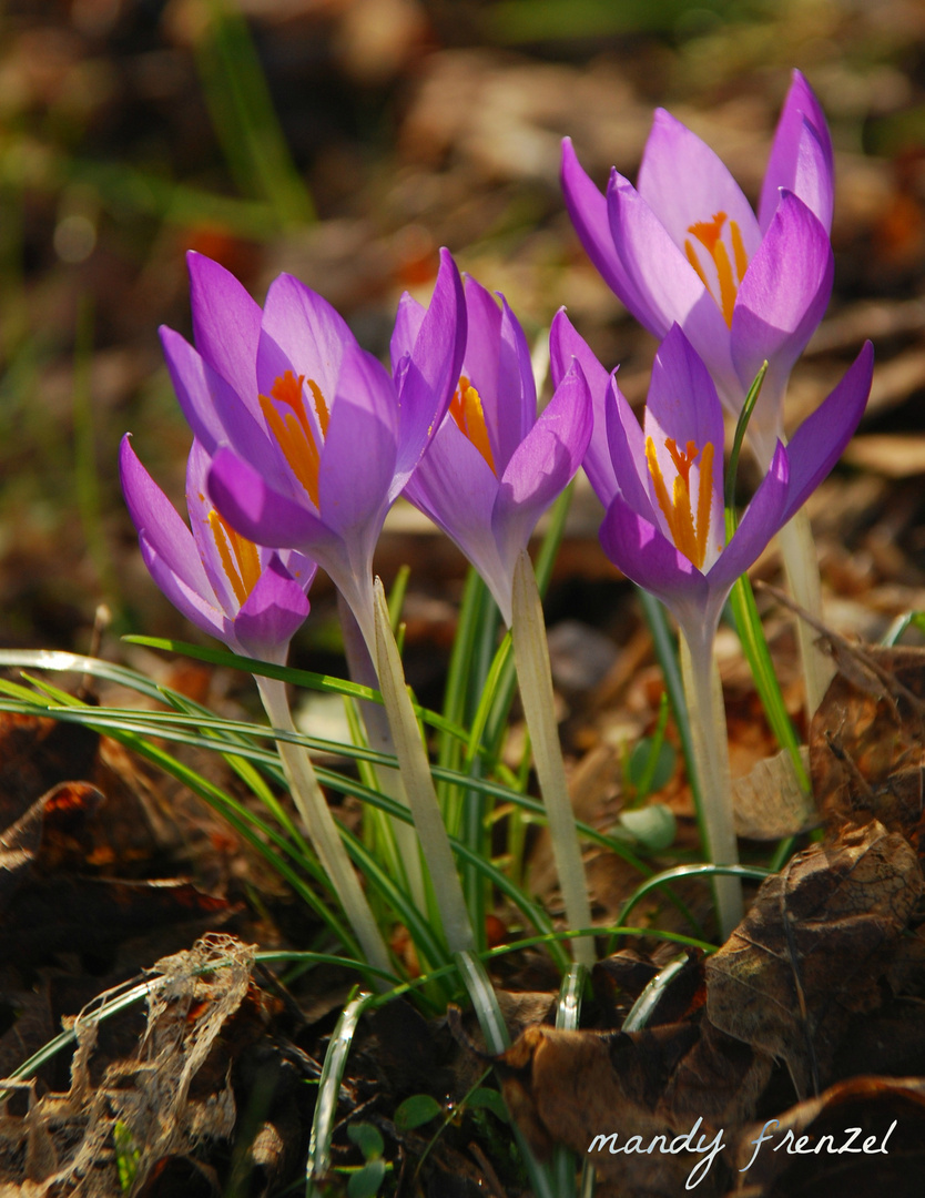 Farbenpracht kündigt Frühling an