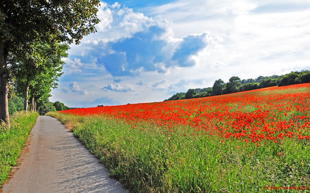 Farbenpracht mit Mohn