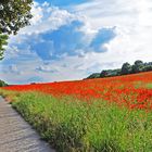 Farbenpracht mit Mohn