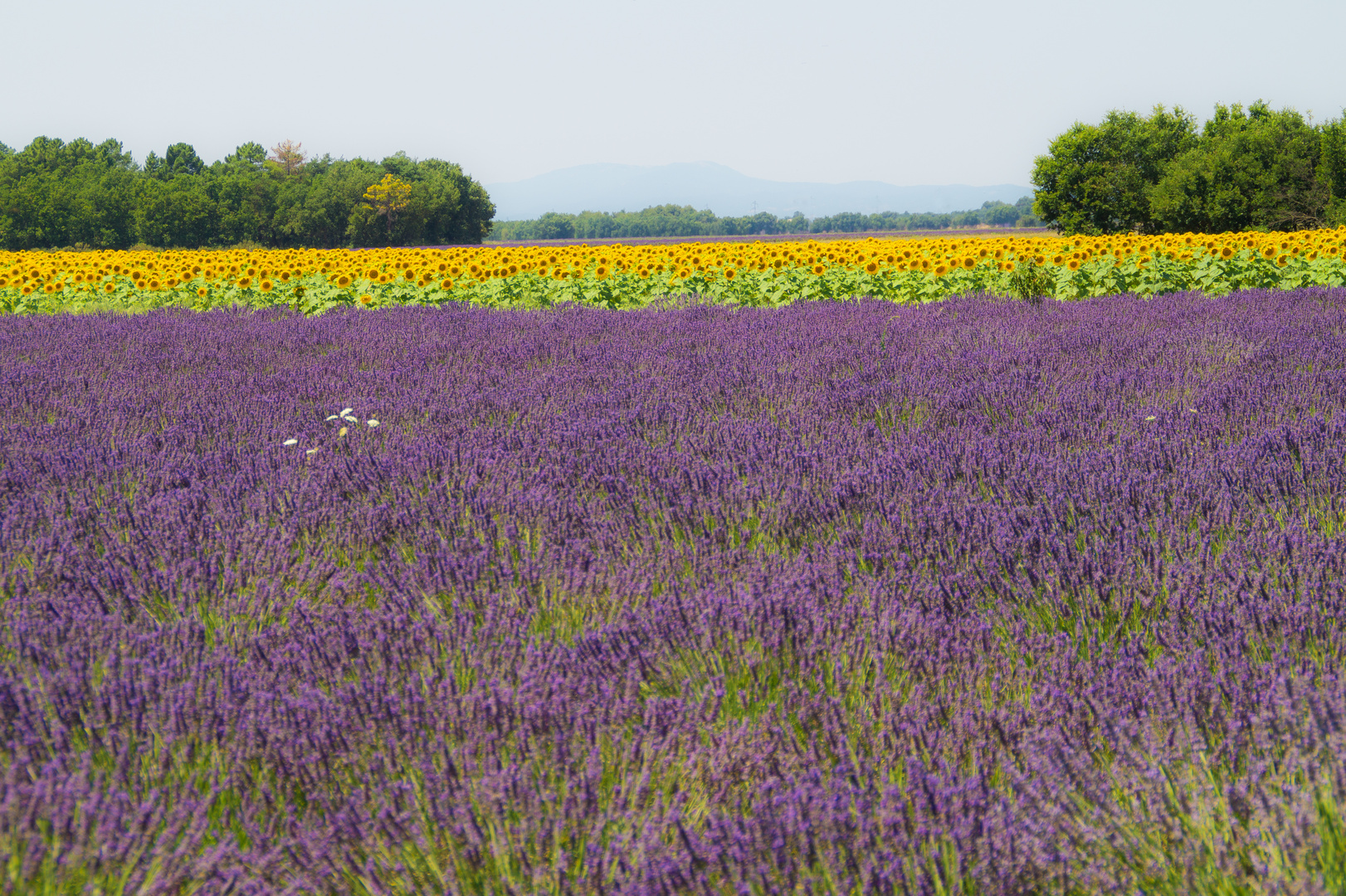 Farbenpracht Provence