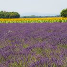 Farbenpracht Provence