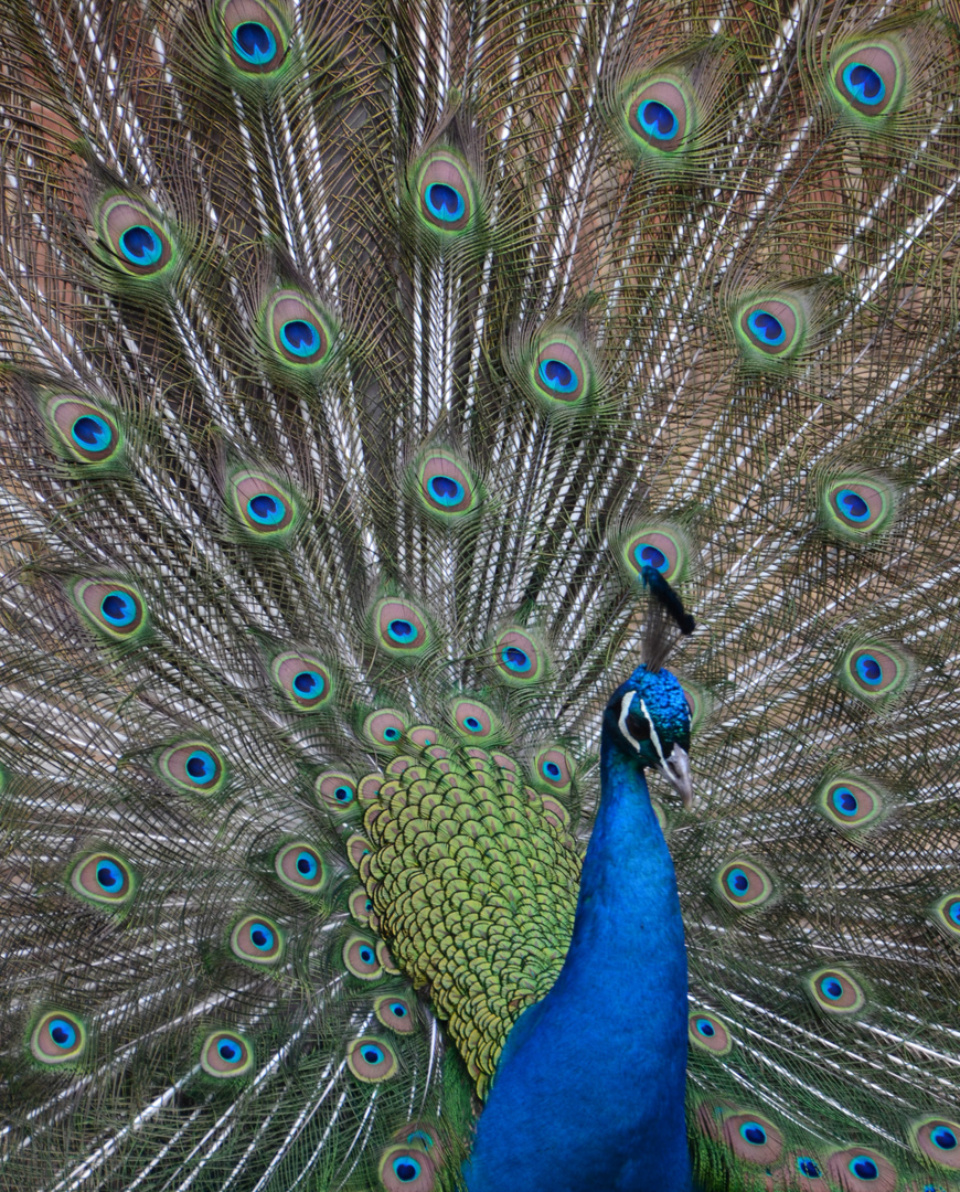 Farbenpracht radschlagender Pfau Osnabrücker Zoo