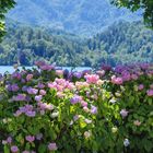 Farbenpracht - Rhododendron-Büsche