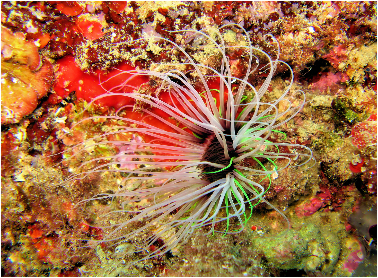 Farbenpracht - Seeanemone