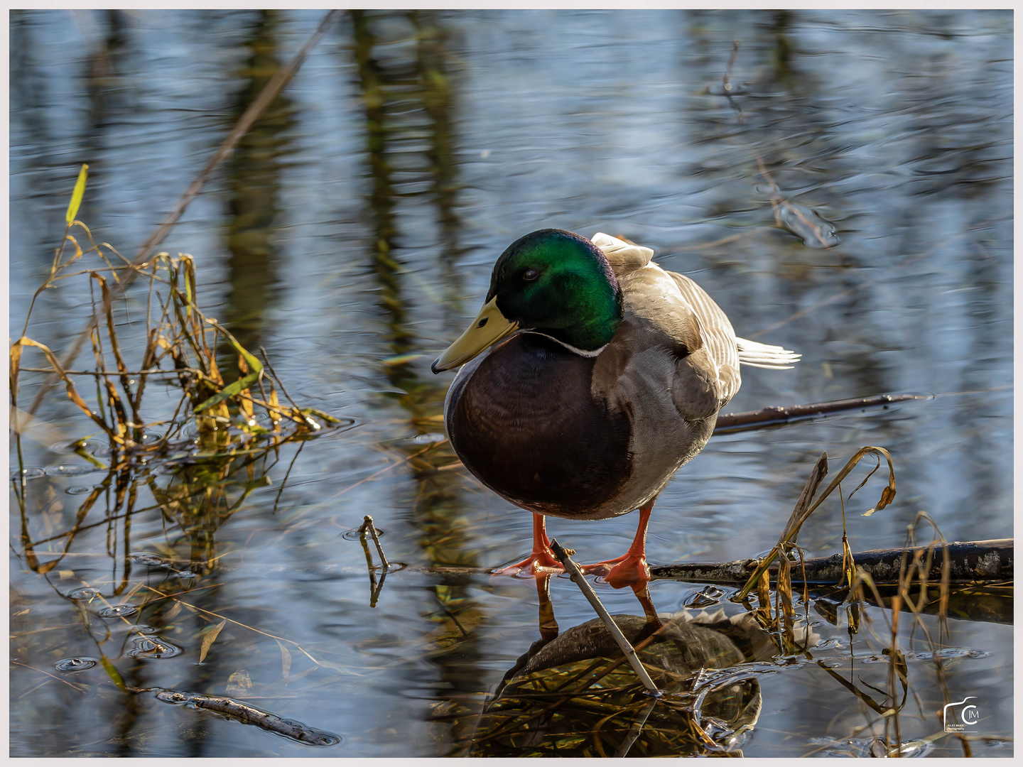 Farbenpracht Stockente