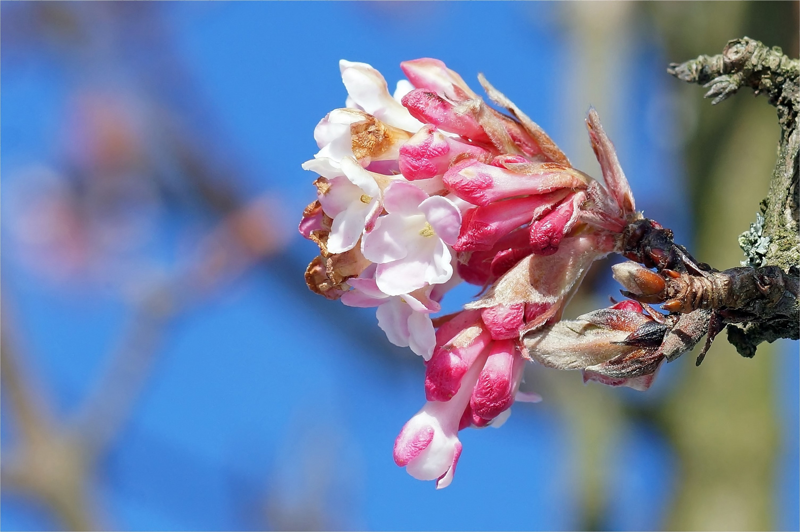 Farbenpracht trotz Schnee - Winter-Schneeball (Viburnum bodnantense)