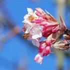 Farbenpracht trotz Schnee - Winter-Schneeball (Viburnum bodnantense)