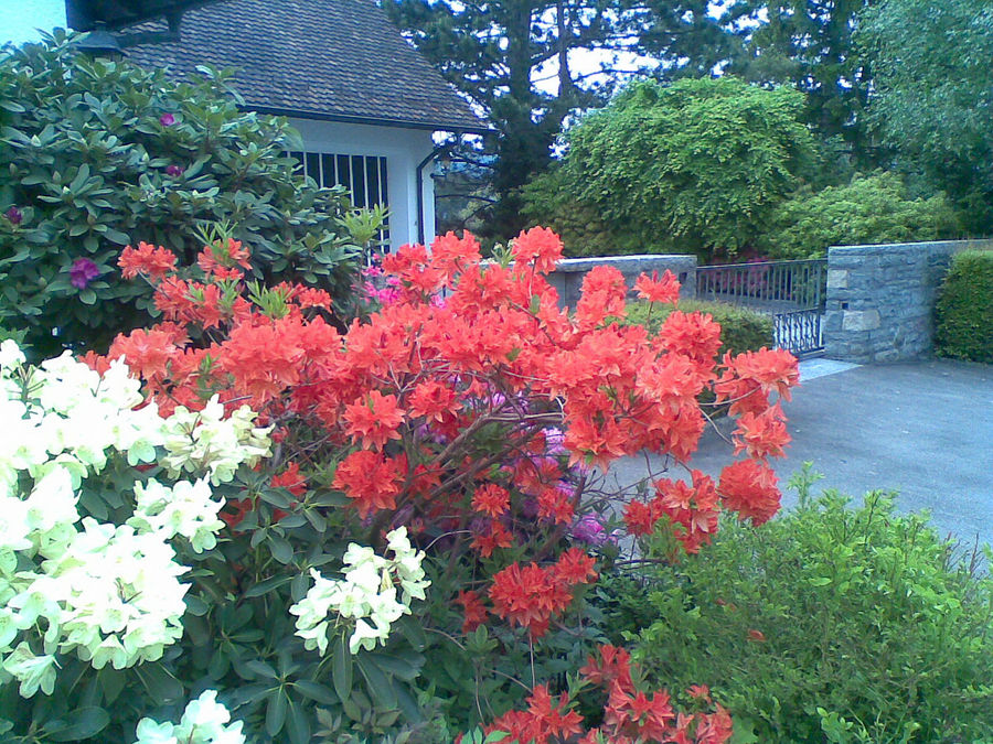 Farbenpracht - versch. Rhododendren in voller Blüte