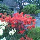 Farbenpracht - versch. Rhododendren in voller Blüte