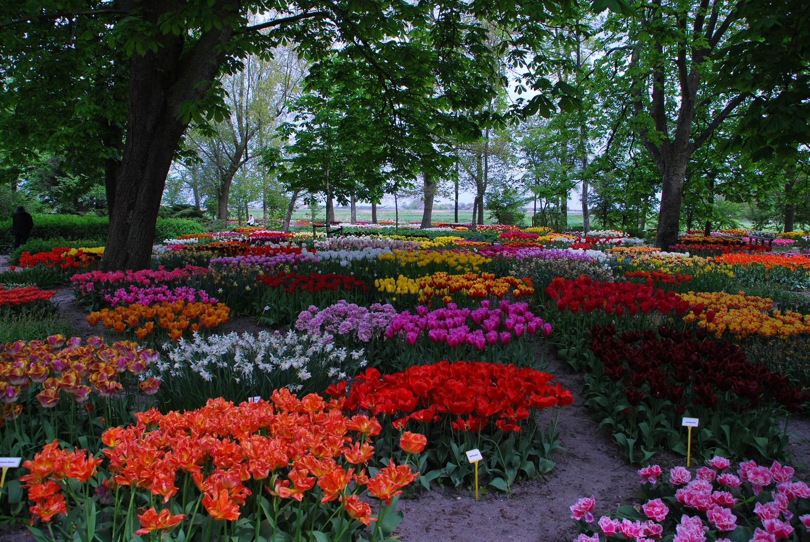 Farbenpracht von Tulpen-Garten in Nordholland