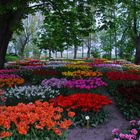 Farbenpracht von Tulpen-Garten in Nordholland