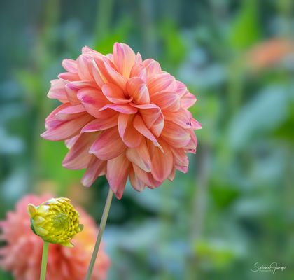 Farbenpracht zum Ende des Sommers