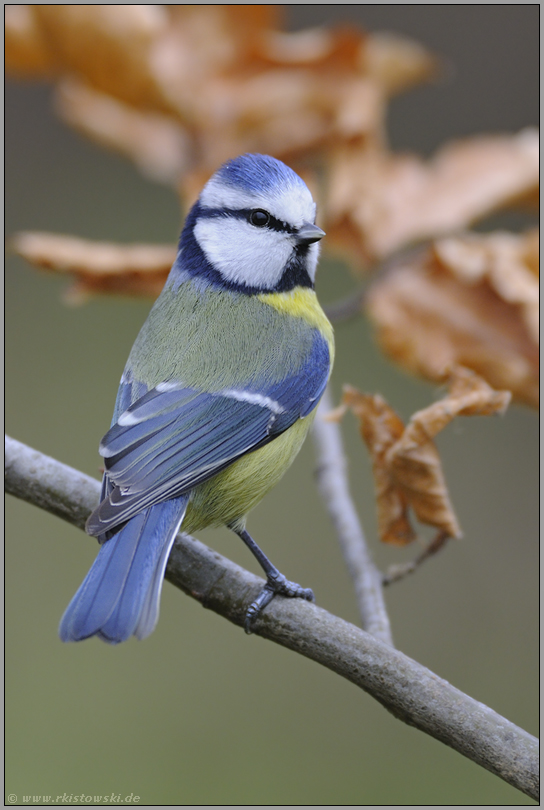 farbenprächtig... Blaumeise *Cyanistes caeruleus*