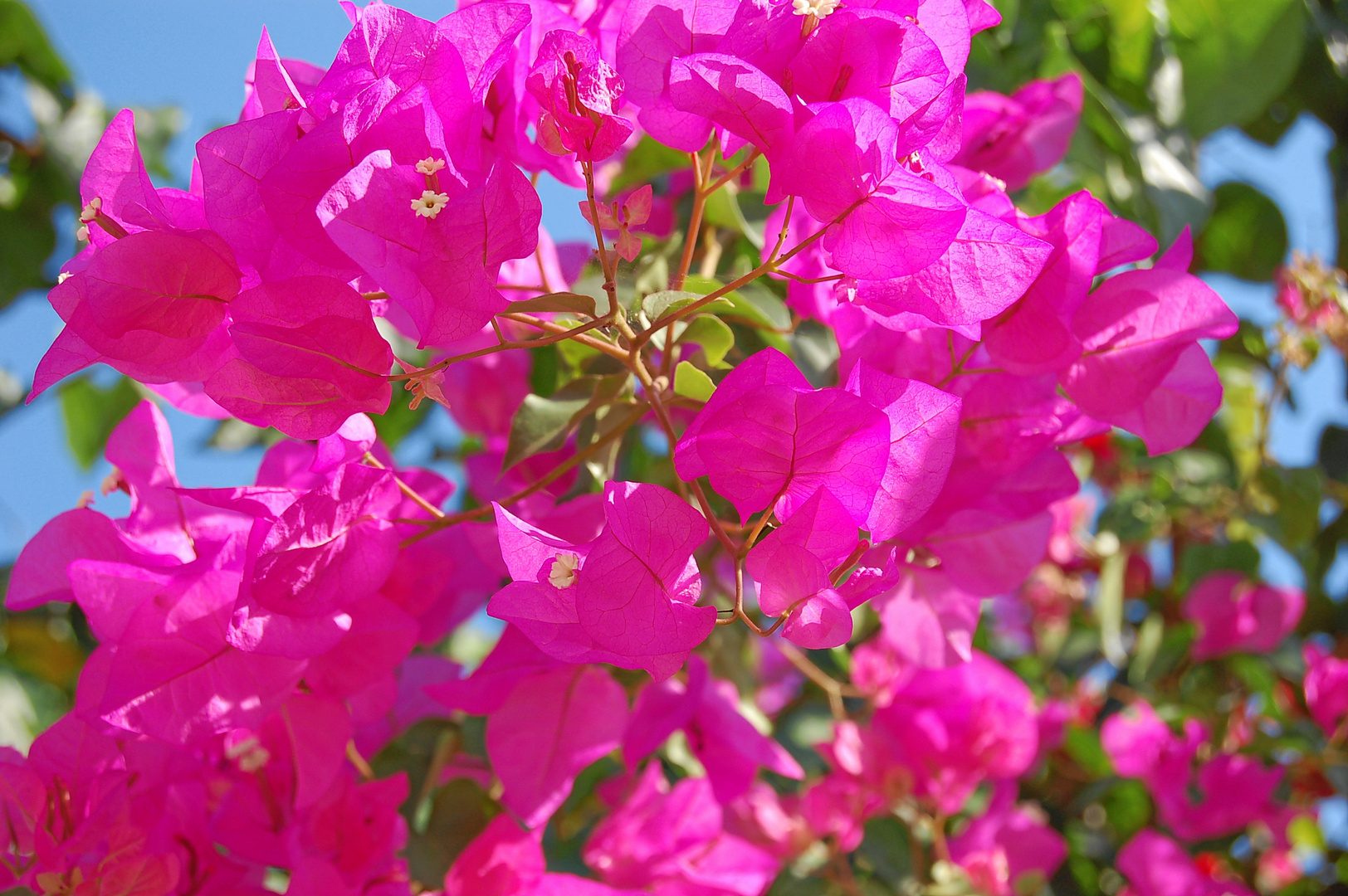 Farbenprächtige Bougainville