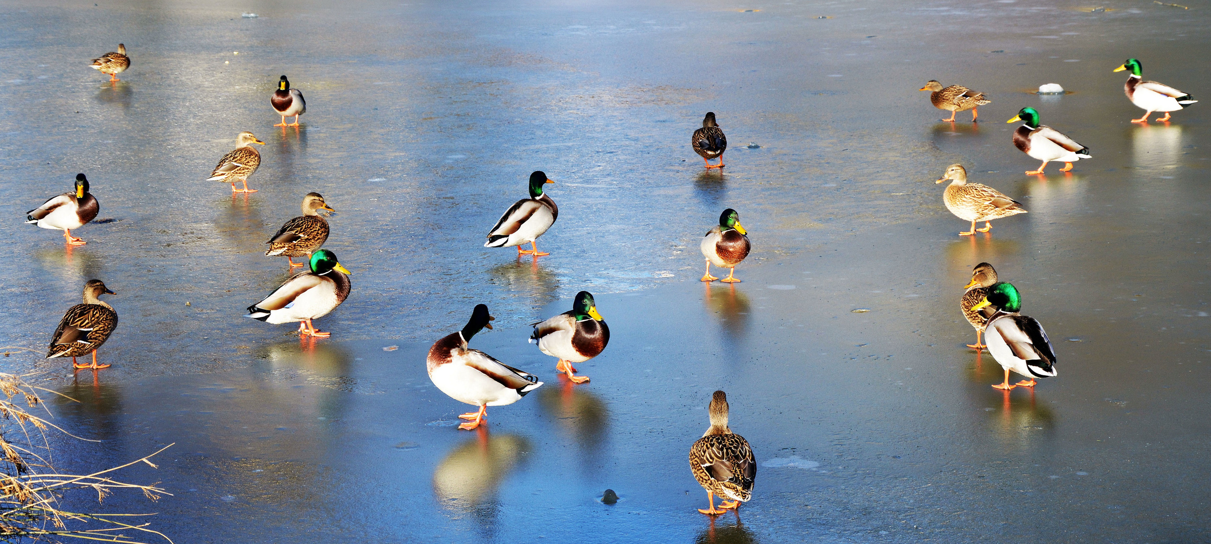 Farbenprächtige ``Eisläufer``