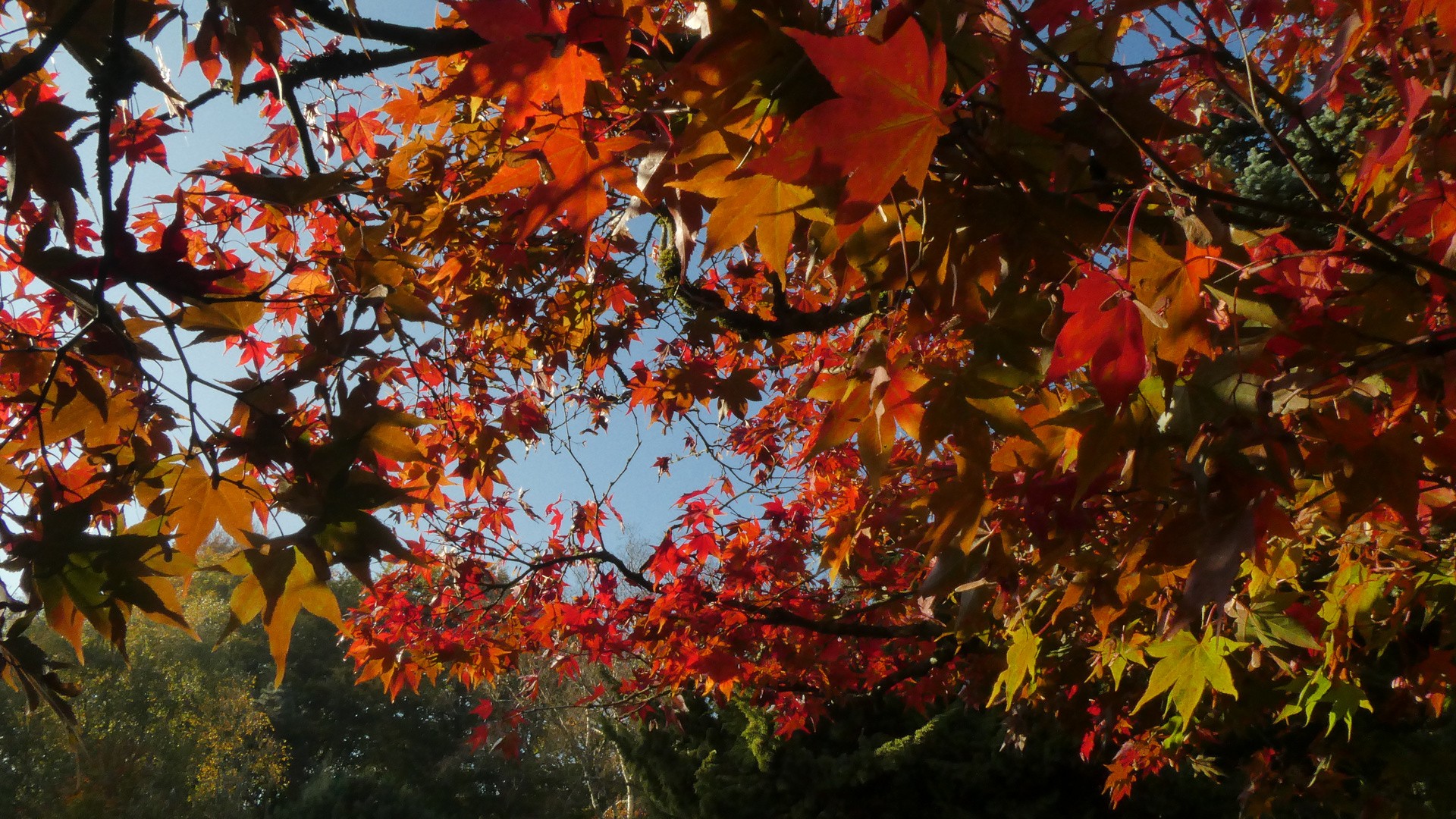 Farbenprächtige Herbstzeit