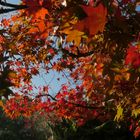 Farbenprächtige Herbstzeit