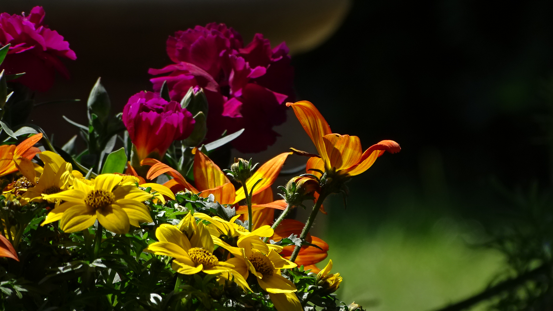 Farbenprächtige Kleinblumen groß in Szene gesetzt