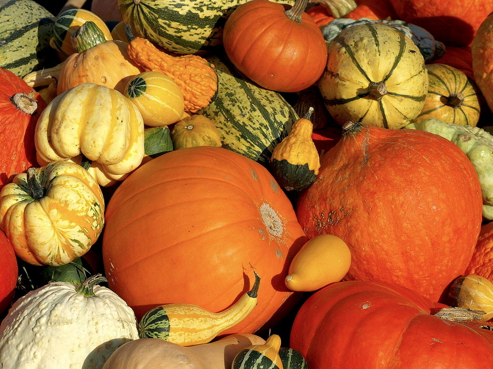 Farbenprächtige, leckere Herbstboten...