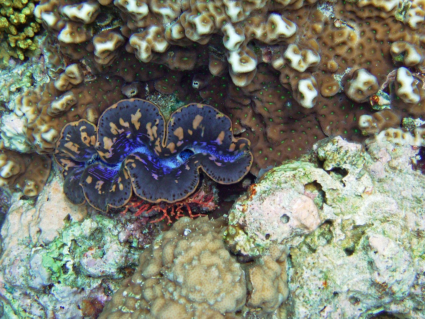 Farbenprächtige Meeresmuschel (Tridacana)