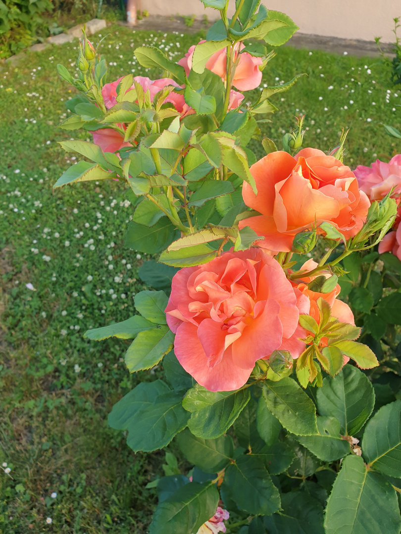 Farbenprächtige Rosen