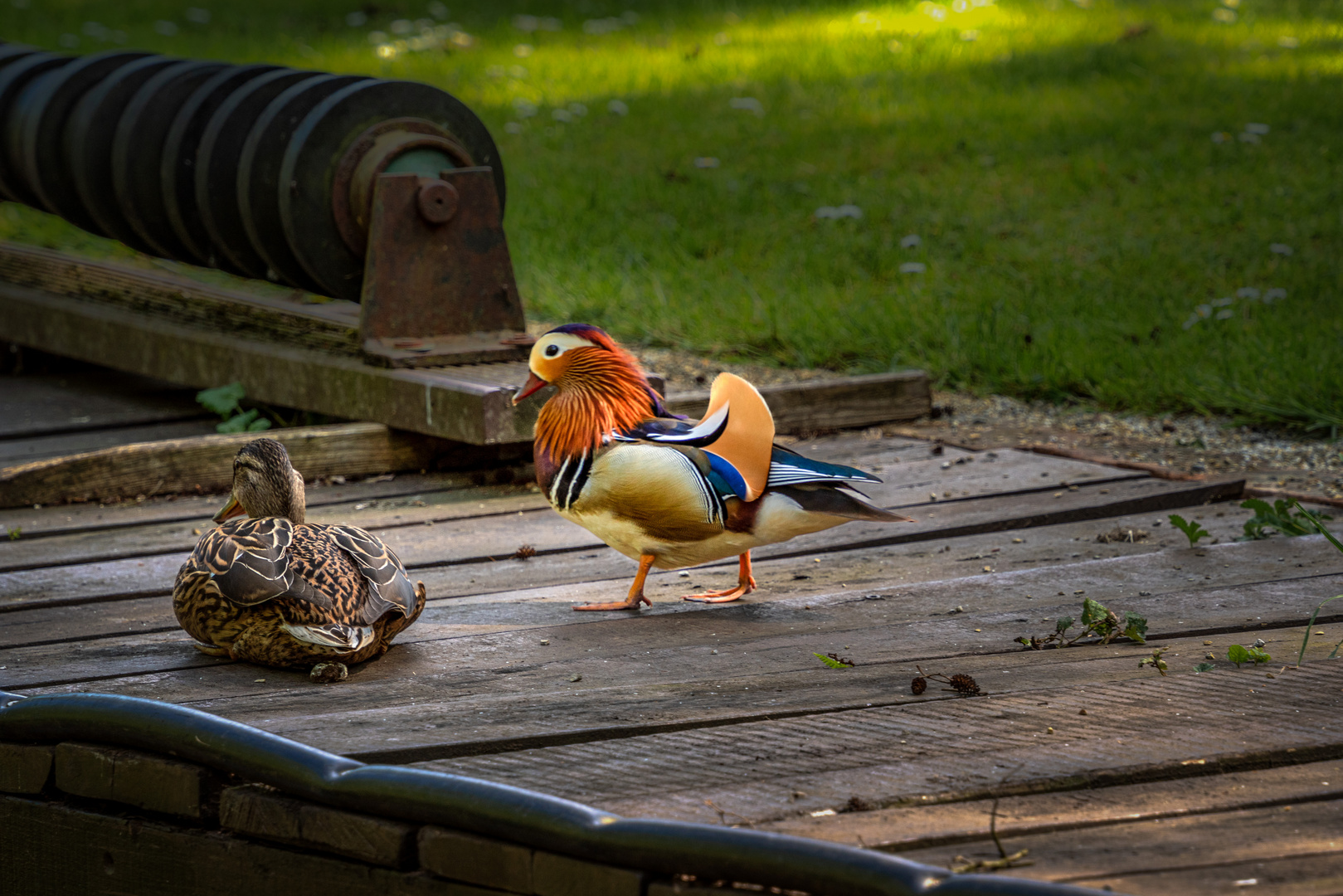 Farbenprächtige Tierwelt