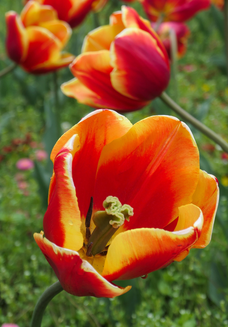 Farbenprächtige Tulpe