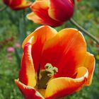 Farbenprächtige Tulpe