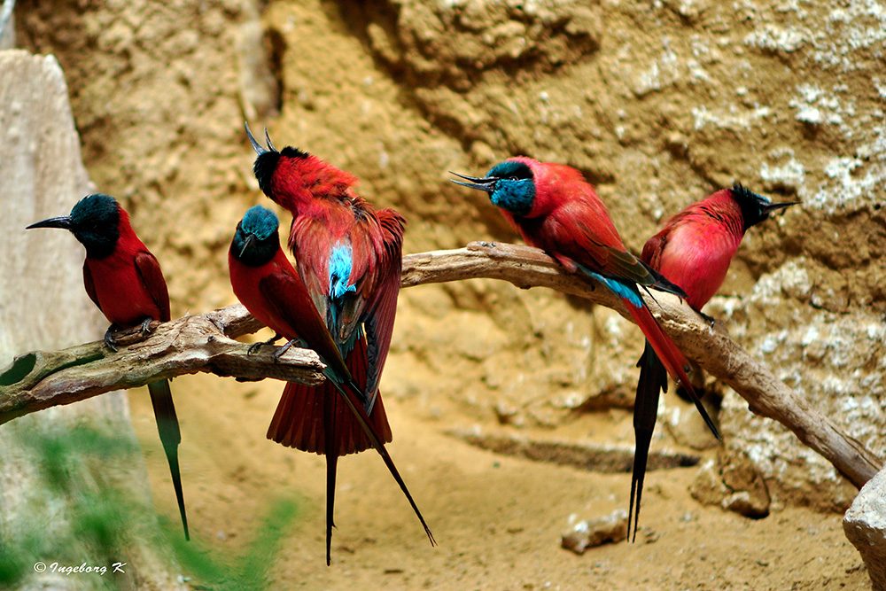 farbenprächtige Vögel - Zoo Krefeld