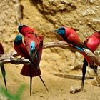 farbenprächtige Vögel - Zoo Krefeld