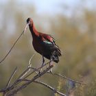 farbenprächtiger brauer Ibis