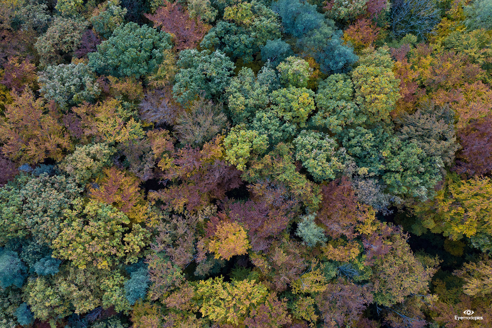 Farbenprächtiger Herbstwald