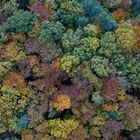 Farbenprächtiger Herbstwald