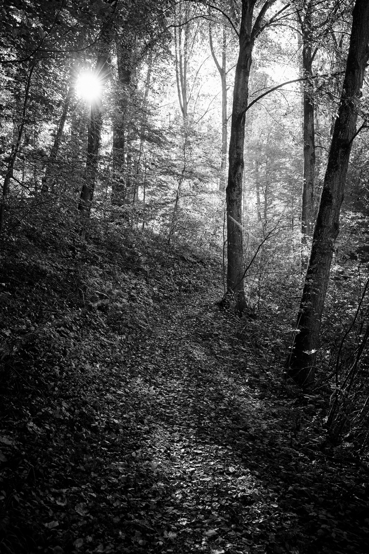 Farbenprächtiger Herbstwald ohne Farben