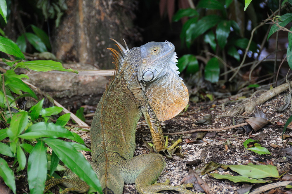 Farbenprächtiger Leguan