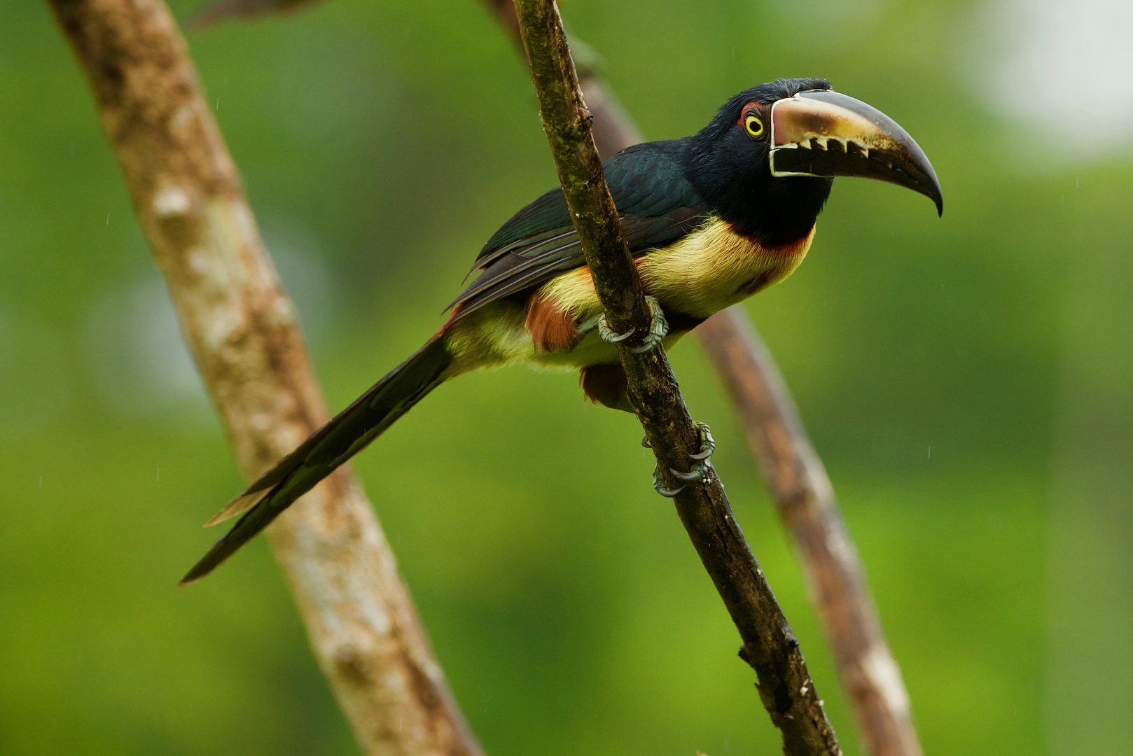 Farbenprächtiger Tukan am Rio Toro -Costa Rica-