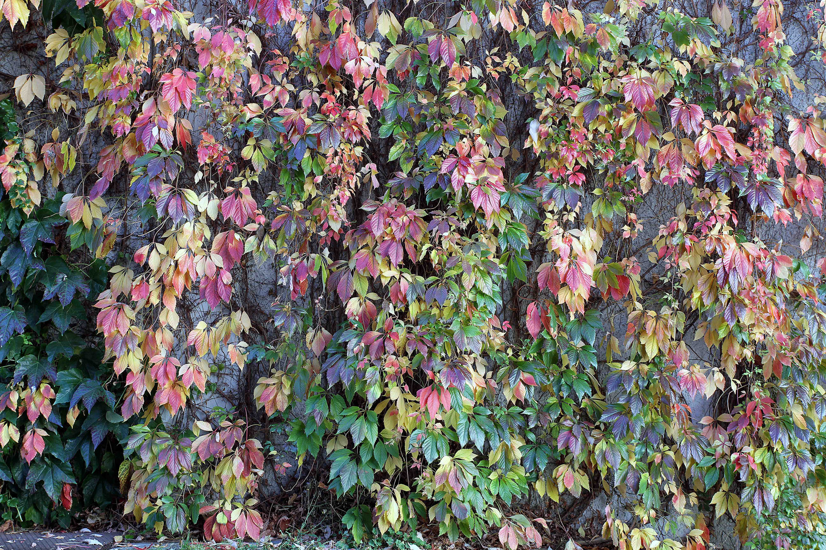 Farbenprächtiges Herbstlaub