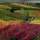 Farbenrausch am Staufenberg Heilbronn