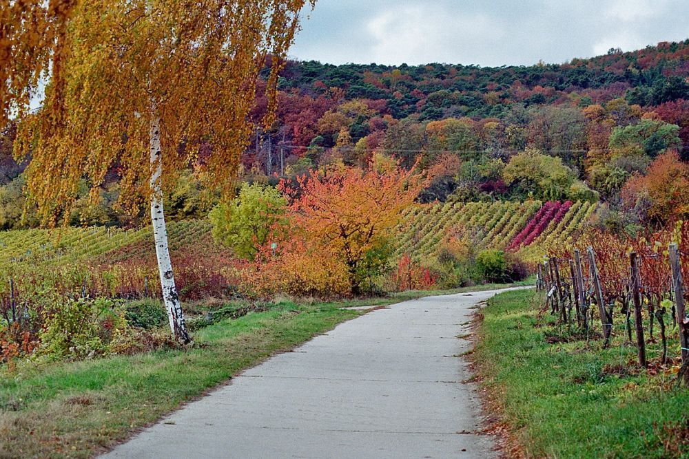 Farbenrausch bei Wachenheim an der Weinstraße