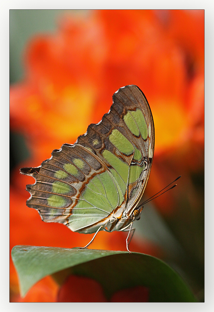 Farbenrausch Botanischen Garten